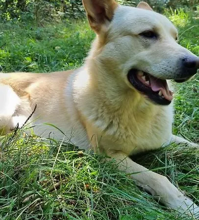 Casa De Forno 컨트리하우스